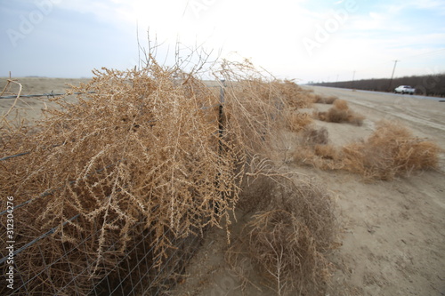 Fotografía Dry tumbleweed tangled on fence
