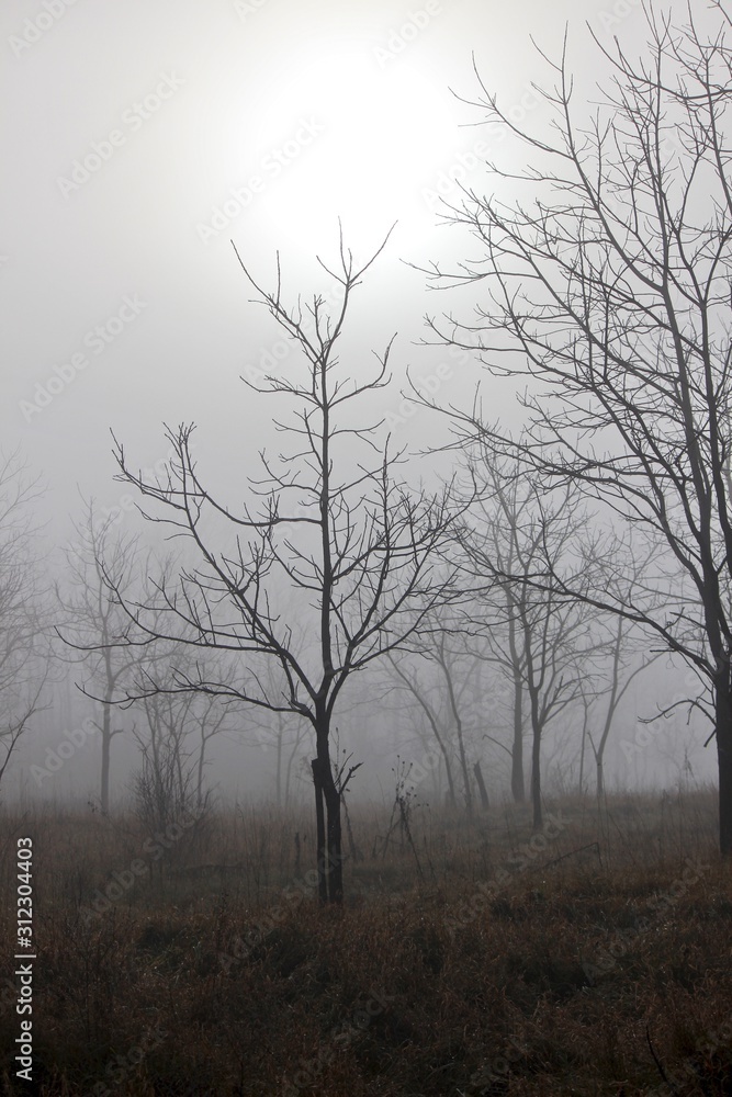 Little Trees in the Fog