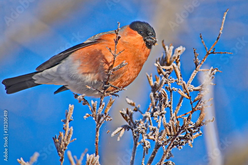 Bullfinch on a frosty sunny day. The male is a red breast. Female - gray breast