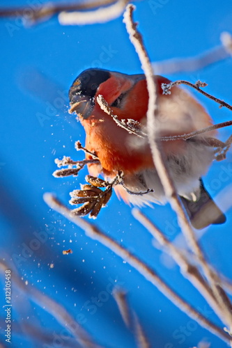 Bullfinch on a frosty sunny day. The male is a red breast. Female - gray breast