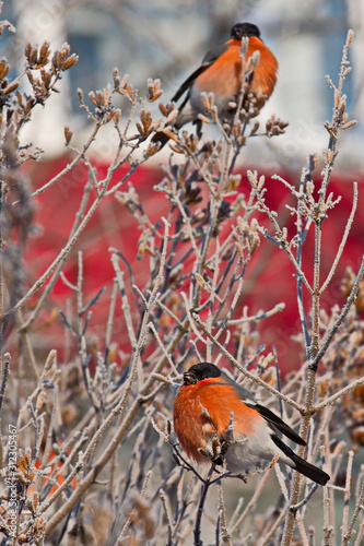 Bullfinch on a frosty sunny day. The male is a red breast. Female - gray breast