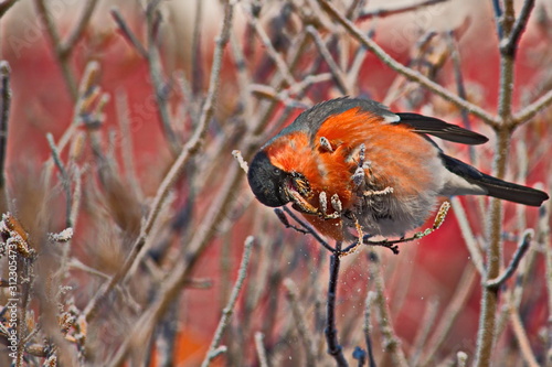 Bullfinch on a frosty sunny day. The male is a red breast. Female - gray breast