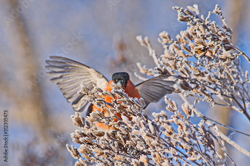 Bullfinch on a frosty sunny day. The male is a red breast. Female - gray breast
