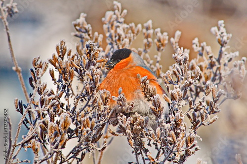 Bullfinch on a frosty sunny day. The male is a red breast. Female - gray breast