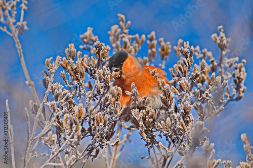 Bullfinch on a frosty sunny day. The male is a red breast. Female - gray breast