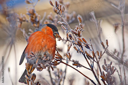 Bullfinch on a frosty sunny day. The male is a red breast. Female - gray breast