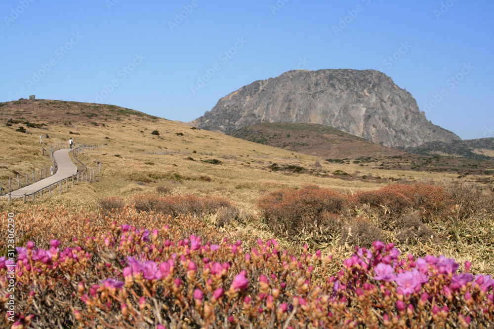 Fototapeta premium the spring of Mt. Halla