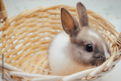 bunny in wicker basket
