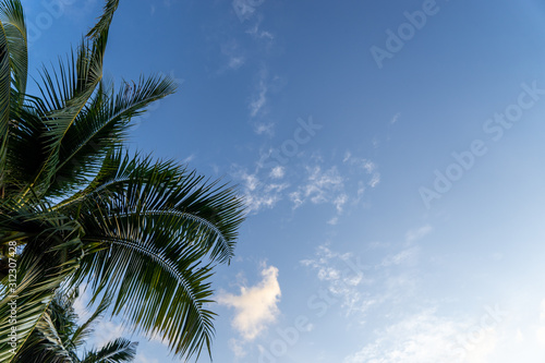 View of Coconut leave with clear blue sky and small clouds from the beach during sunrise.
