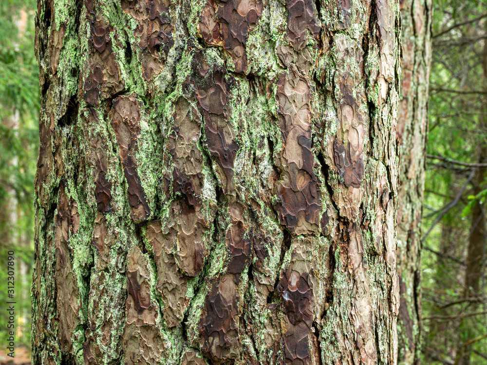 Obraz premium pine wood texture on blurred background