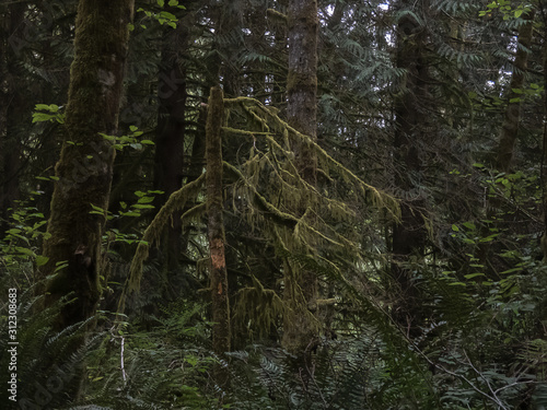 dark heavy dence forest with moss growing in washington