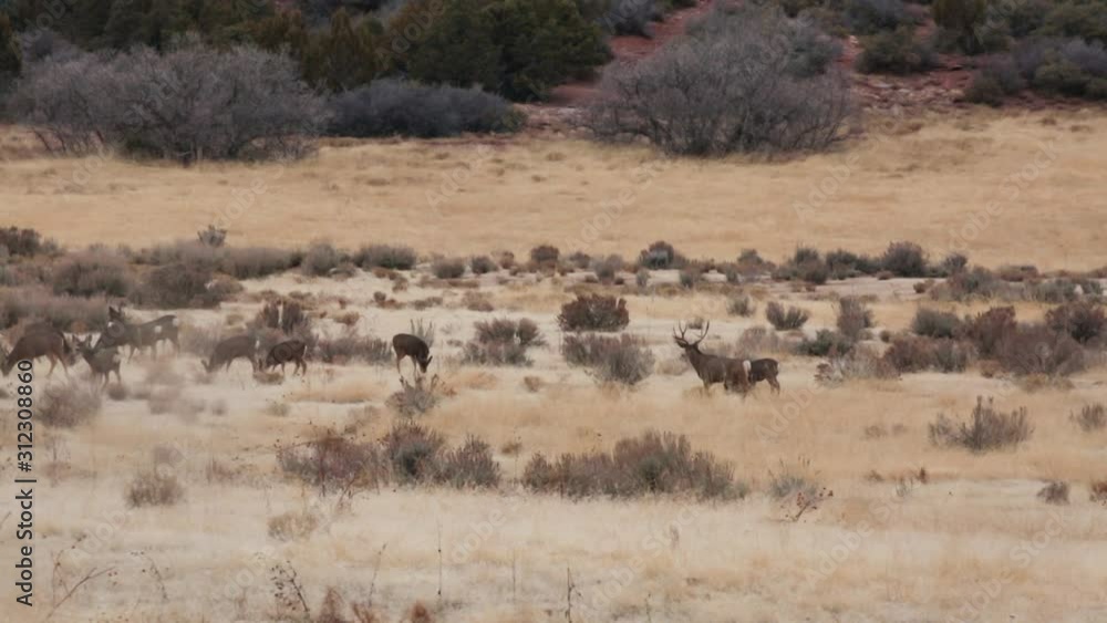 A herd of mule deer feed in a field of winter brown grass and sage brush while a large buck guards his does from an interloper. A herd of mule deer feed in a field of winter brown grass and sage brush while a large buck guards his does from an interloper.