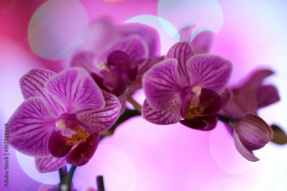 orchid flower (Phalaenopsis) pink closeup .Orchid branch on a purple background with bokeh. floral background orchid flower (Phalaenopsis) pink closeup .Orchid branch on a purple background with bokeh. floral background