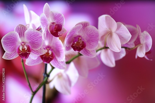 Fototapeta Naklejka Na Ścianę i Meble -  orchid flower (Phalaenopsis) pink closeup .Orchid branch on a  purple background .Bright floral background