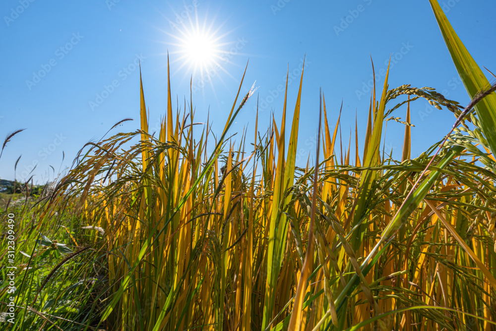 Fototapeta premium Yellow glutinous rice in rice fields near the harvest season