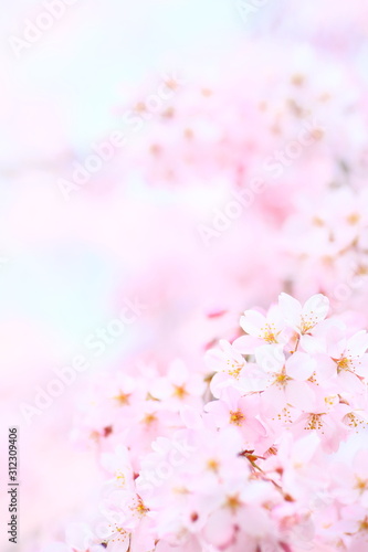 Asia, Petal, Floral © JP trip landscape DL