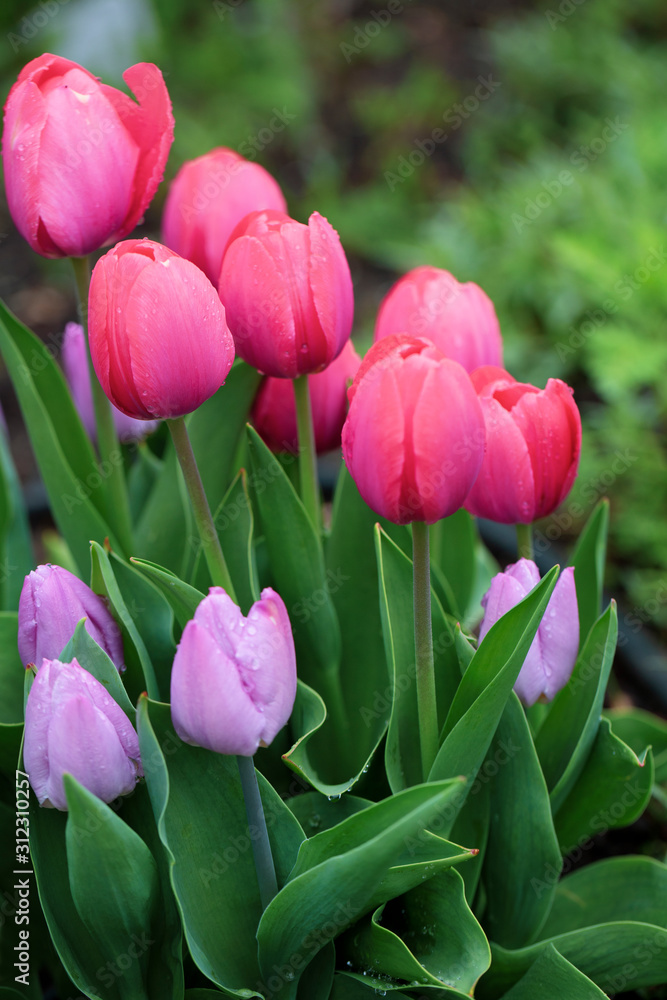 Fototapeta premium Beautiful Pink Tulips Close Up