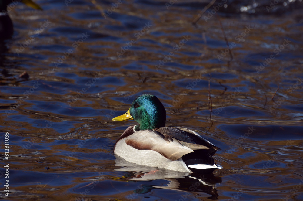 Wild ducks live on a lake in a residential area of Kiev Wild ducks live on a lake in a residential area of Kiev