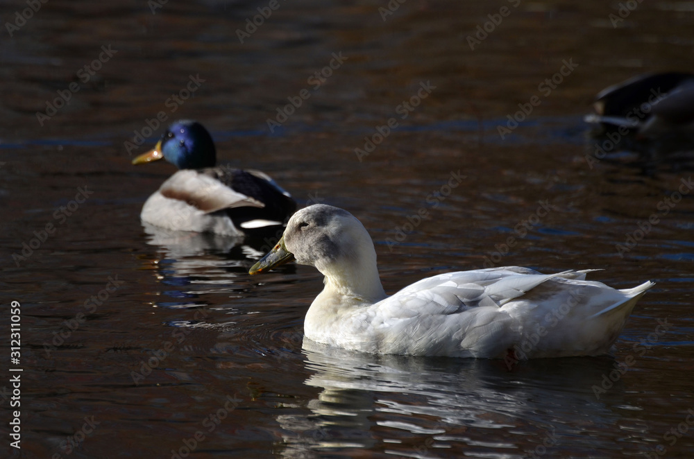 Wild ducks live on a lake in a residential area of Kiev Wild ducks live on a lake in a residential area of Kiev