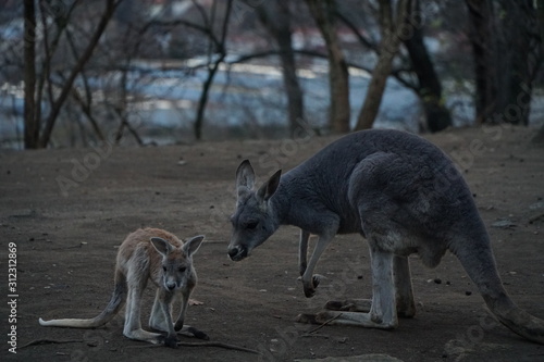 mother and baby kangaroo in the zoo