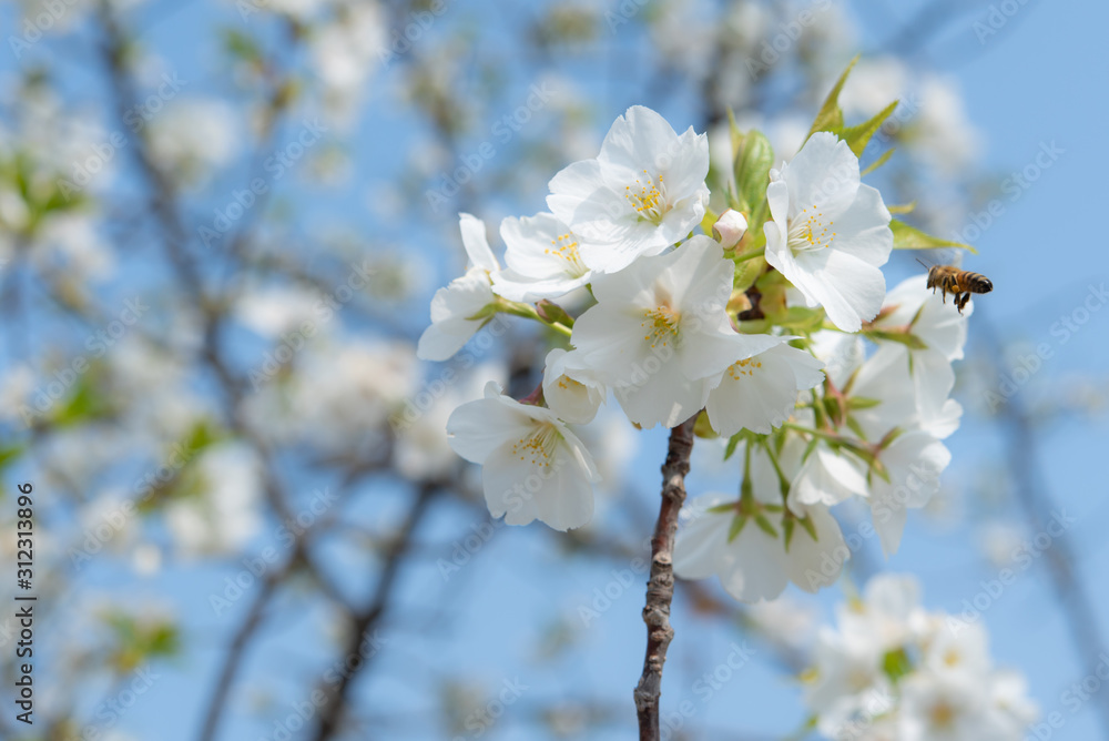 葉桜と蜜蜂