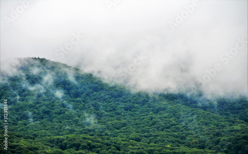clouds over the green forest © sebi_2569
