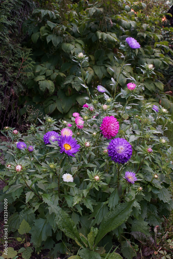 Obraz premium flower bed of colorful asters in the garden