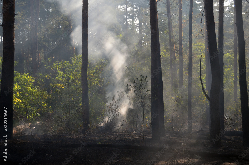 Fototapeta premium Fire in the forest. Near Kiev, Ukraine.