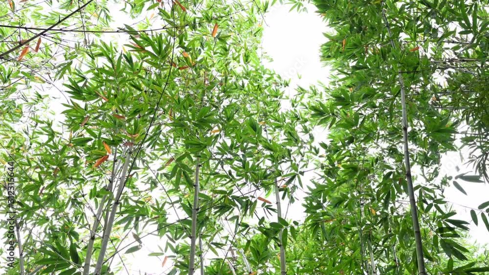 Bamboos Forest natural with green bamboo leaf,4K footage Bamboos Forest natural with green bamboo leaf,4K footage