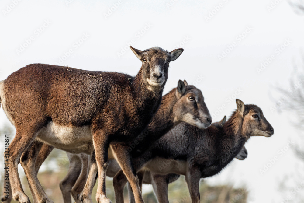 group of mouflons on a hill in a game park group of mouflons on a hill in a game park