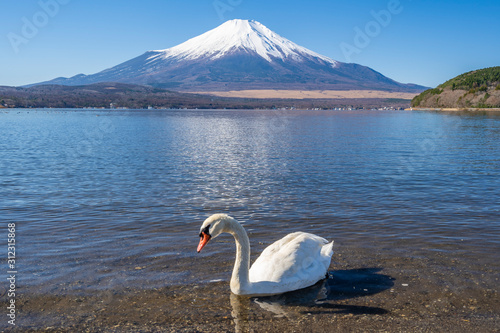 富士山 白鳥 山中湖 日本