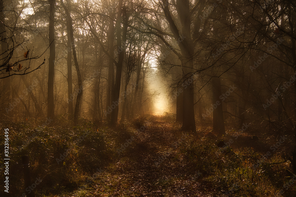 Fototapeta premium Forest Mood