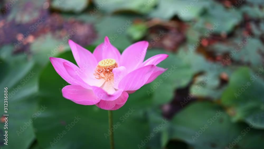 fresh pink lotus flower In the morning, 4K footage fresh pink lotus flower In the morning, 4K footage