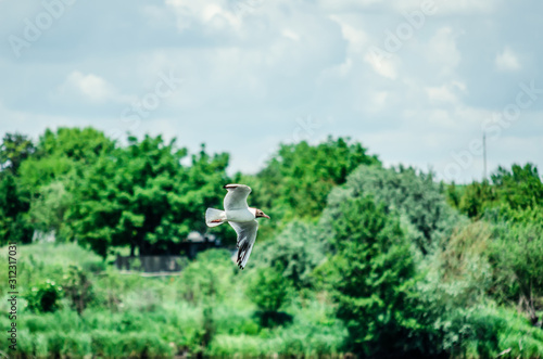 many gulls fly over the pond in search of food