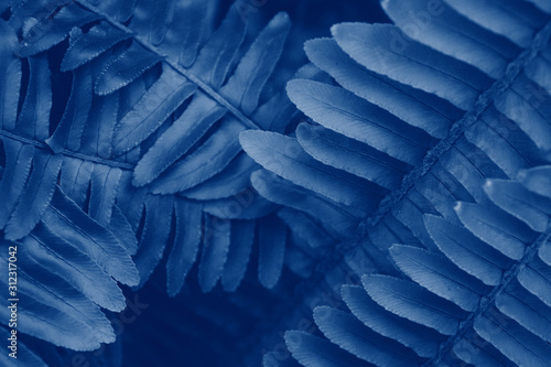 Perfect natural pattern of the fern. Beautiful background with young fern leaves. Color Classic blue 2020