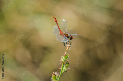 Beautiful nature scene with Common Darter, Sympetrum striolatum. Macro picture of dragonfly on the leave in the nature habitat.