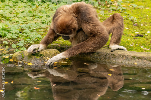 White handed gibbon sitting on a river bank checking its reflection in the water