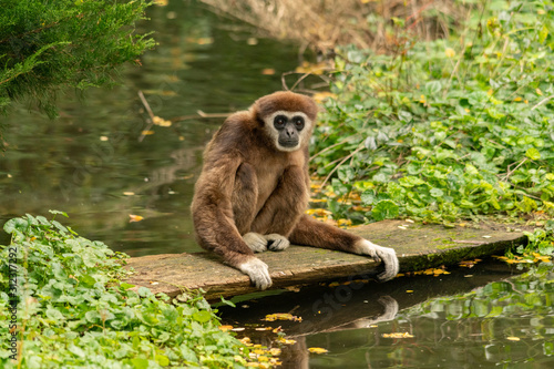 White handed gibbon sitting on a wooden bridge over the water looking into the camera photo