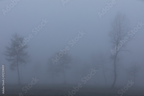 Árboles en la niebla © David