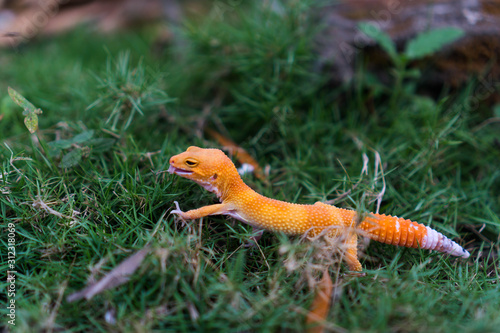 Common leopard geckos are larger than many other gecko species. Those found in the wild typically have more dark, dull, and drab colorations than those kept in captivity as pets.