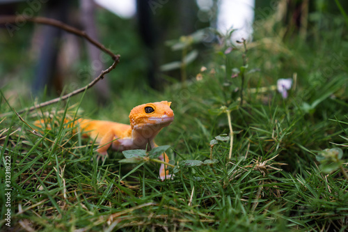 In captivity, common leopard geckos typically feed on crickets, dubia roaches, mealworms/superworms, and other insects photo