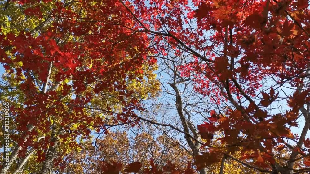 Maple tree branches are blowing against on clear blue sky background Maple tree branches are blowing against on clear blue sky background