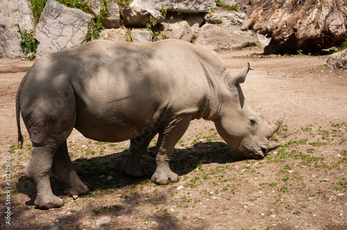 rhinoceros in the sun watching the tourists