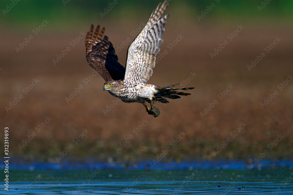 Fototapeta premium Northern goshawk taking off from the mud, Crna Mlaka fishpond