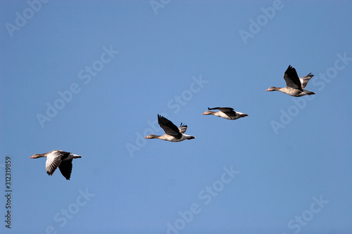 The greylag goose flying against the blue sky © Goran