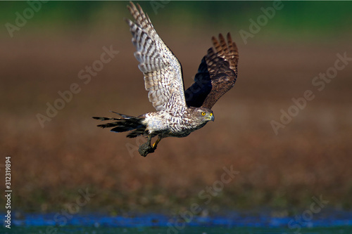 Northern goshawk taking off from the mud, Crna Mlaka fishpond