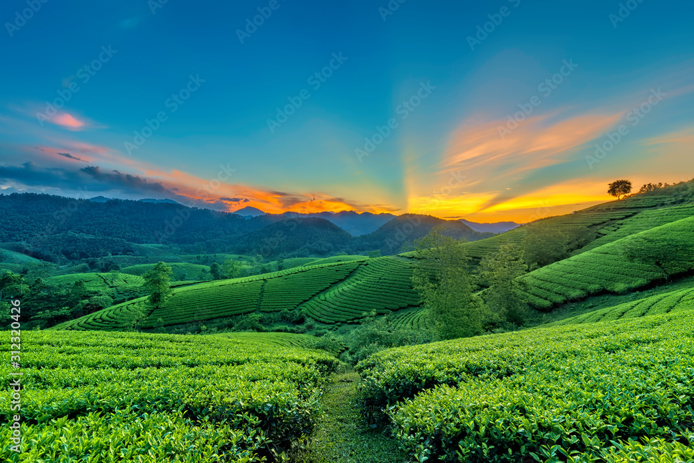 Fototapeta premium Overview of Long Coc green tea hill, Phu Tho, Vietnam.