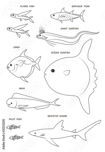 Ocean pelagic fish. Vector black outline image.