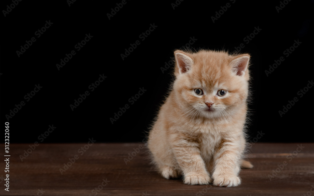 Fototapeta premium Sad ginger kitten sits in front view and looks at camera on dark background. Empty space for text