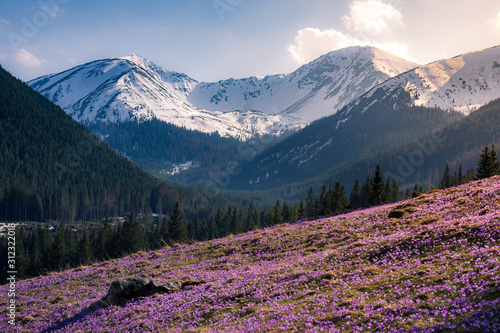 Fototapeta Naklejka Na Ścianę i Meble -  pola krokusów, wiosna, zakopane